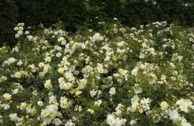 Bodendeckende Rose 'Celina' ® ADR-Rose - Rosa 'Celina' ® BDR