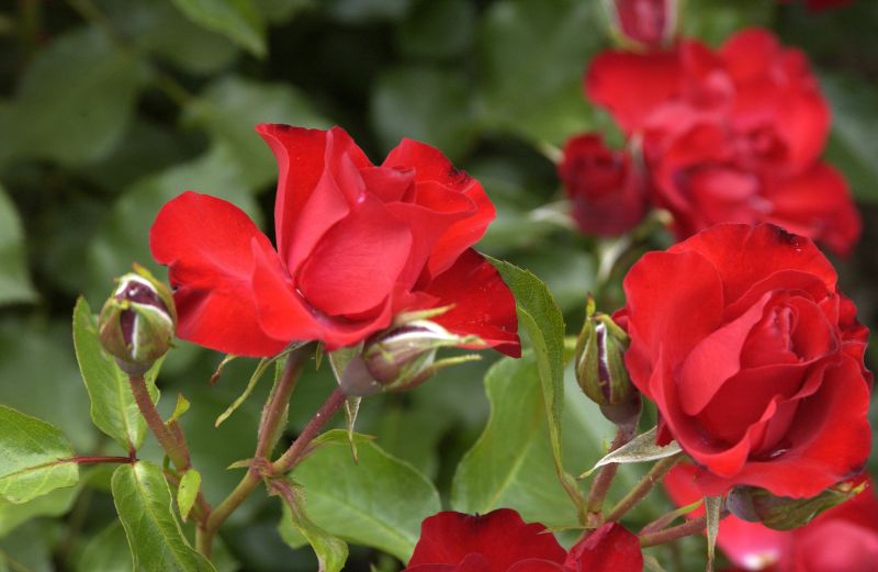 Bodendeckende Rose 'Crimson Meidiland'®ADR-Rose - Rosa 'Crimson Meidiland' ® BDR