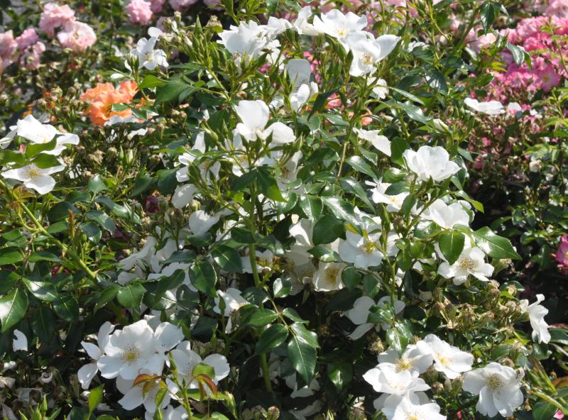 Bodendeckende Rose 'Escimo' ® ADR-Rose - Rosa 'Escimo' ® BDR