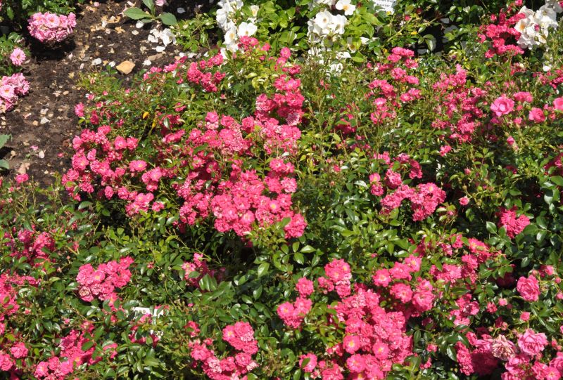 Bodendeckende Rose 'Fairy Queen' ® - Rosa 'Fairy Queen' ® BDR