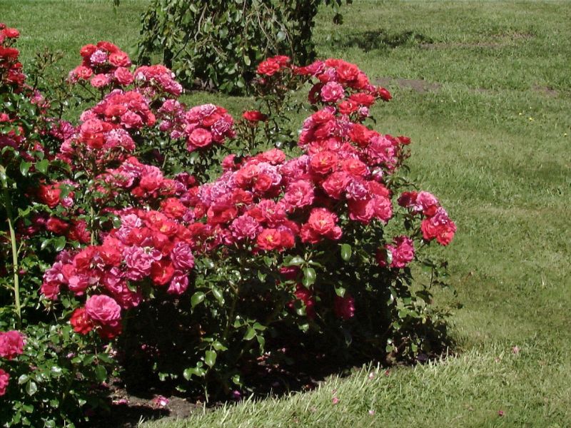 Bodendeckende Rose 'Heidefeuer' ® - Rosa 'Heidefeuer' ® BDR