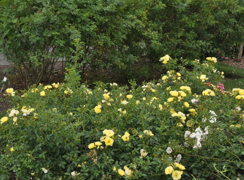 Bodendeckende Rose 'Limesgold' ® - Rosa 'Limesgold' ® BDR