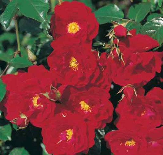 Bodendeckende Rose 'Mainaufeuer' ® - Rosa 'Mainaufeuer' ® BDR