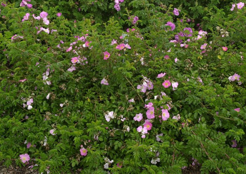 Bodendeckende Rose 'Max Graf' - Rosa 'Max Graf' BDR