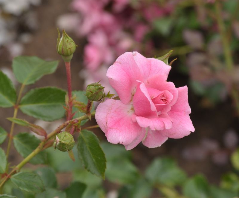 Bodendeckende Rose 'Mirato' ® ADR-Rose - Rosa 'Mirato' ® BDR