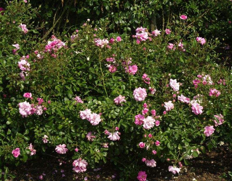 Bodendeckende Rose 'Mirato' ® ADR-Rose - Rosa 'Mirato' ® BDR
