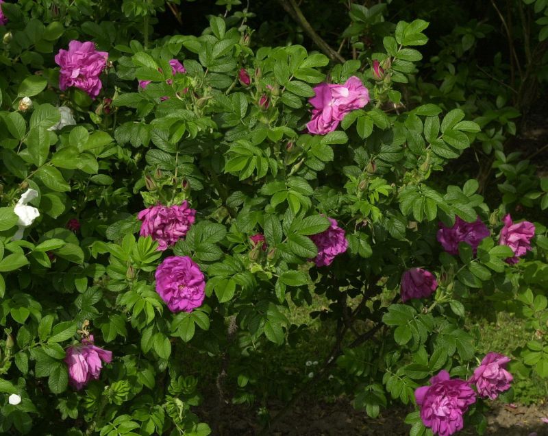Bodendeckende Rose 'Moje Hammarberg' - Rosa 'Moje Hammarberg' BDR