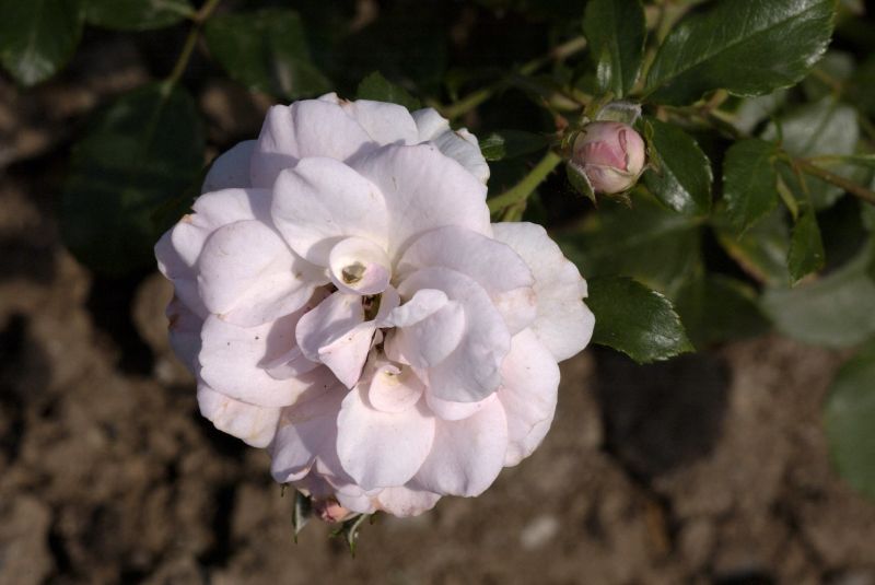 Bodendeckende Rose 'Pearl Mirato' ® - Rosa 'Pearl Mirato' ® BDR