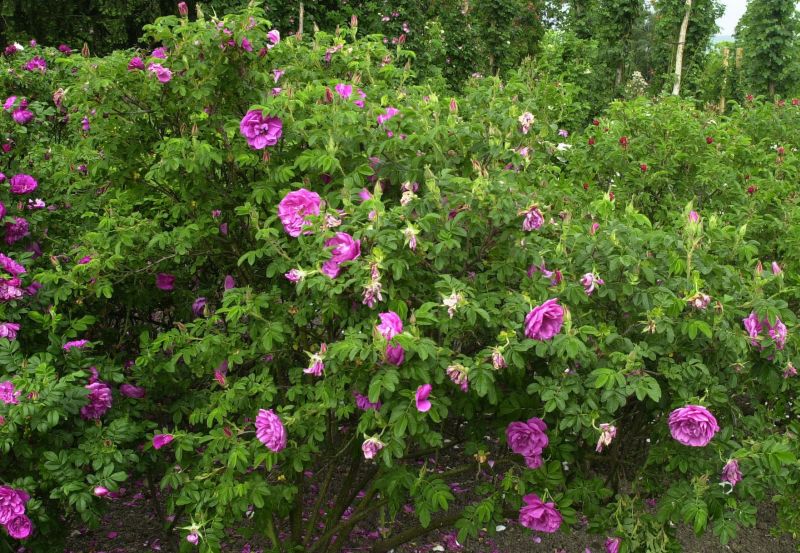 Bodendeckende Rose 'Pierette' ® - Rosa rugosa 'Pierette' ® BDR