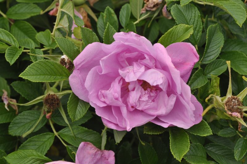 Bodendeckende Rose 'Pink Roadrunner' ® - Rosa 'Pink Roadrunner' ® BDR