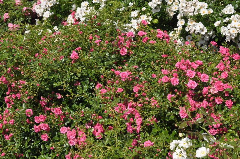 Bodendeckende Rose 'Rody' ® - Rosa 'Rody' ® BDR