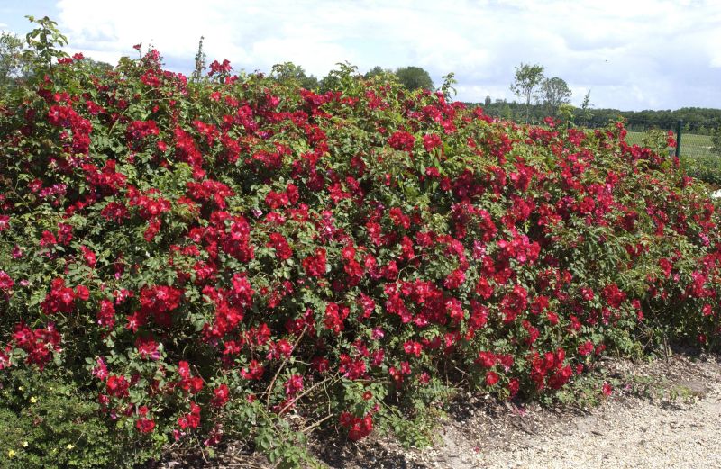 Bodendeckende Rose 'Rote Max Graf' ® - Rosa 'Rote Max Graf' ® BDR