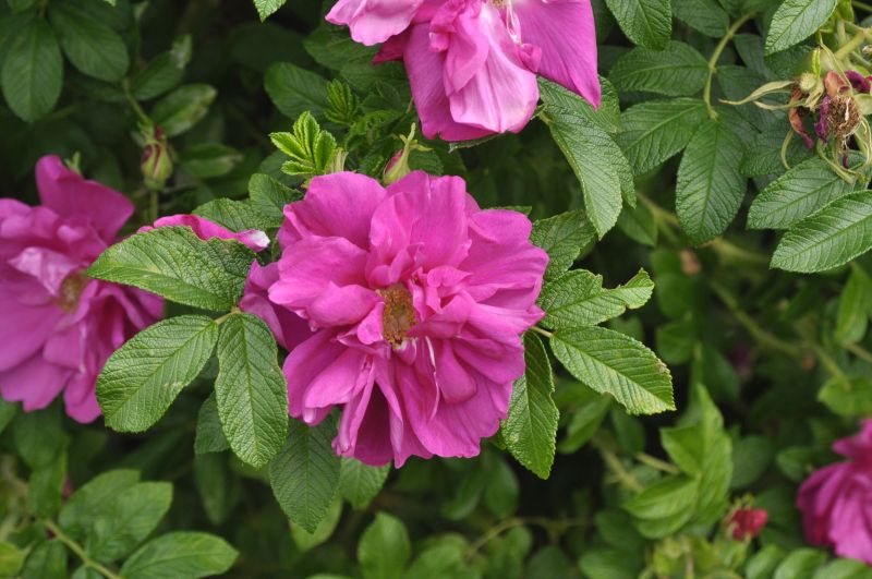Bodendeckende Rose 'Rotes Meer' - Rosa 'Rotes Meer' BDR