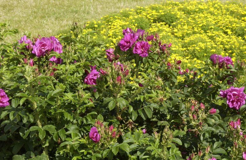 Bodendeckende Rose 'Rotes Meer' - Rosa 'Rotes Meer' BDR