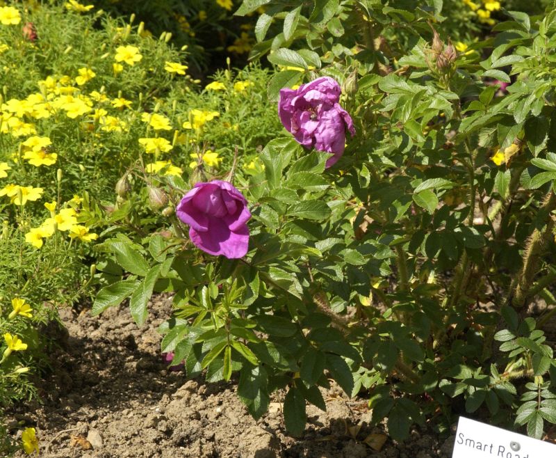 Bodendeckende Rose 'Smart Roadrunner' ® - Rosa 'Smart Roadrunner' ® BDR