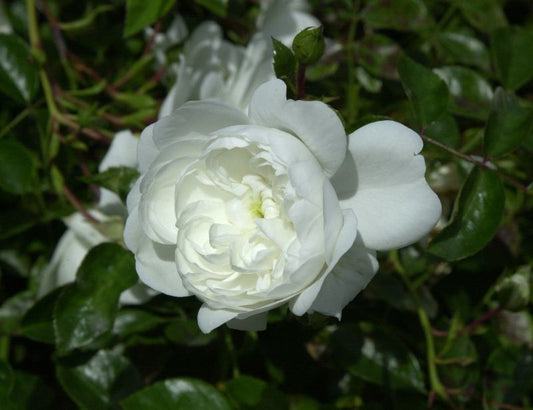 Bodendeckende Rose 'Snow Ballet' ® - Rosa 'Snow Ballet' ® BDR