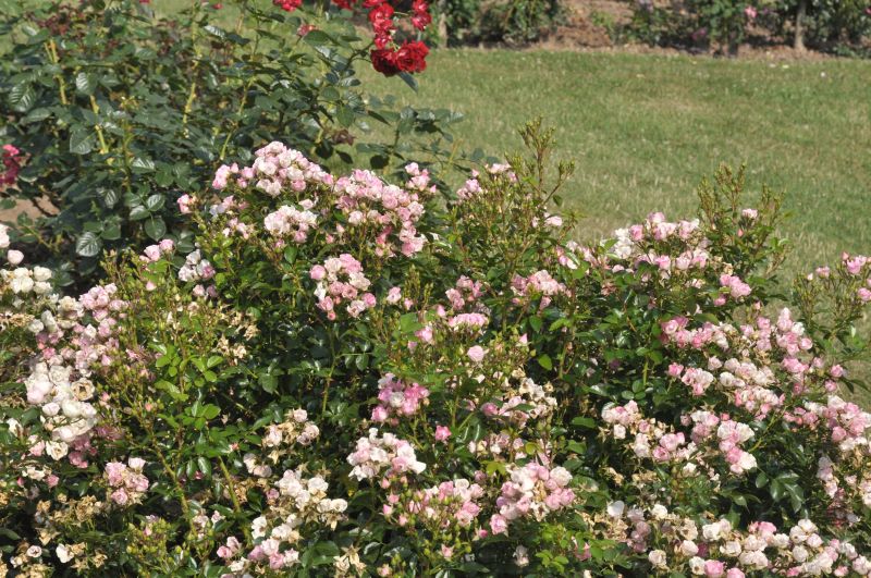 Bodendeckende Rose 'Soft Meidiland' ® ADR-Rose - Rosa 'Soft Meidiland' ® BDR