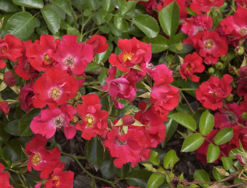 Bodendeckende Rose 'Sommerabend' ® ADR-Rose - Rosa 'Sommerabend' ® BDR