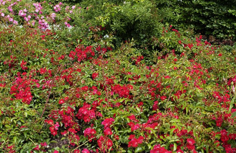 Bodendeckende Rose 'Sommerabend' ® ADR-Rose - Rosa 'Sommerabend' ® BDR