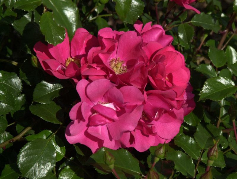 Bodendeckende Rose 'Sommermärchen' ® - Rosa 'Sommermärchen' ® BDR