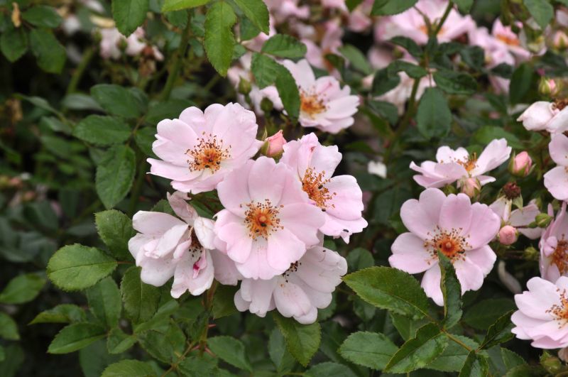 Bodendeckende Rose 'Sweet Haze' ® ADR-Rose - Rosa 'Sweet Haze' ® BDR