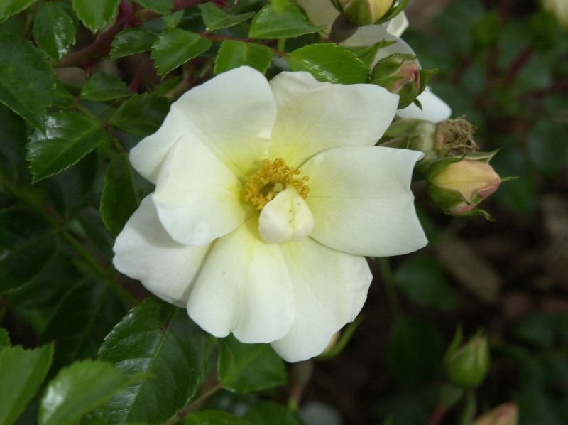 Bodendeckende Rose 'Weiße Max Graf' ® - Rosa 'Weiße Max Graf' ® BDR