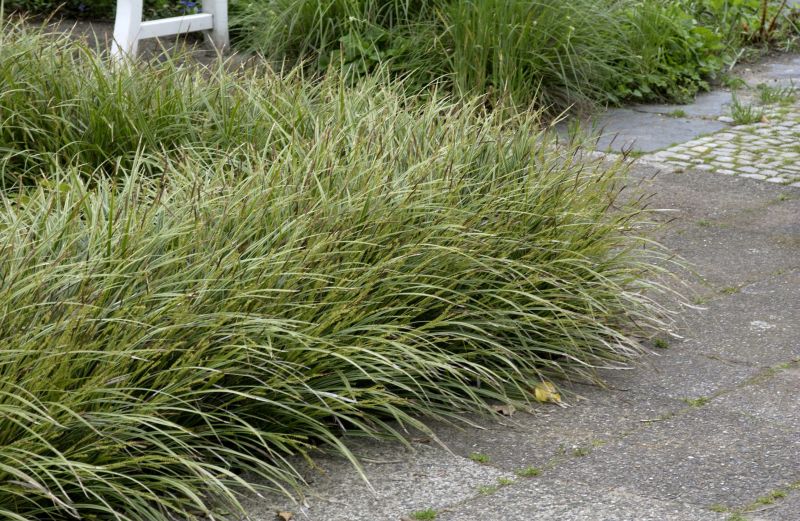 Bunte Garten-Segge - Carex morrowii 'Variegata'