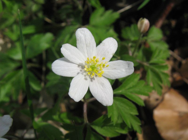 Busch-Windröschen - Anemone nemorosa