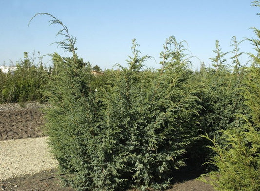 ChinesischerWacholder 'Blue Alps' - Juniperus chin.'Blue Alps'