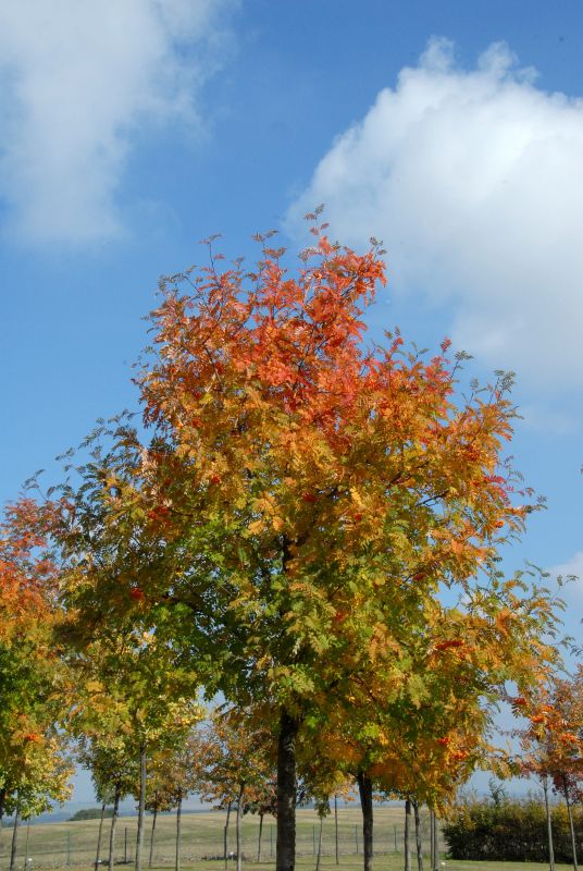 Eberesche 'Golden Wonder' - Sorbus arnoldiana 'Golden Wonder'