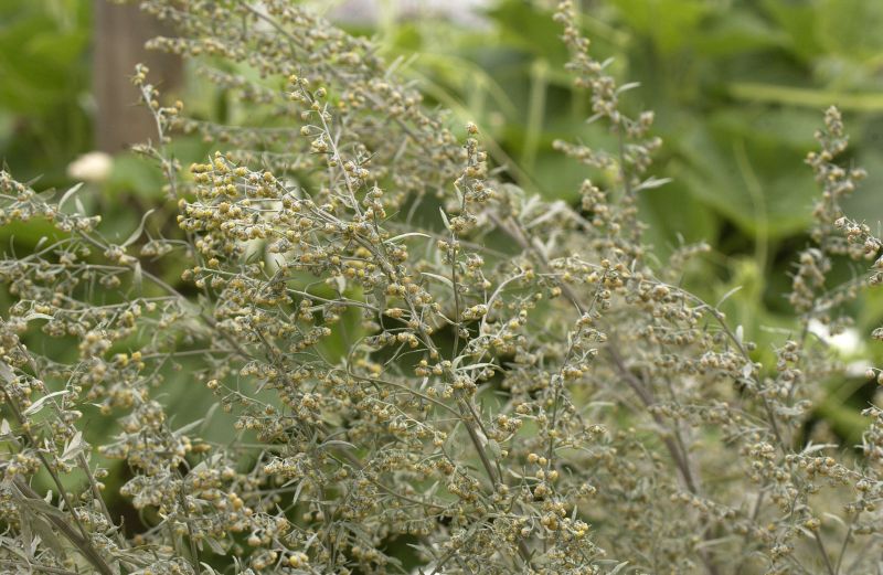 Echter Wermut - Artemisia absinthium