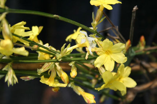 Echter Winter-Jasmin - Jasminum nudiflorum