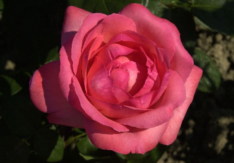 Edelrose 'Aachener Dom' ® - Rosa 'Aachener Dom' ® TH