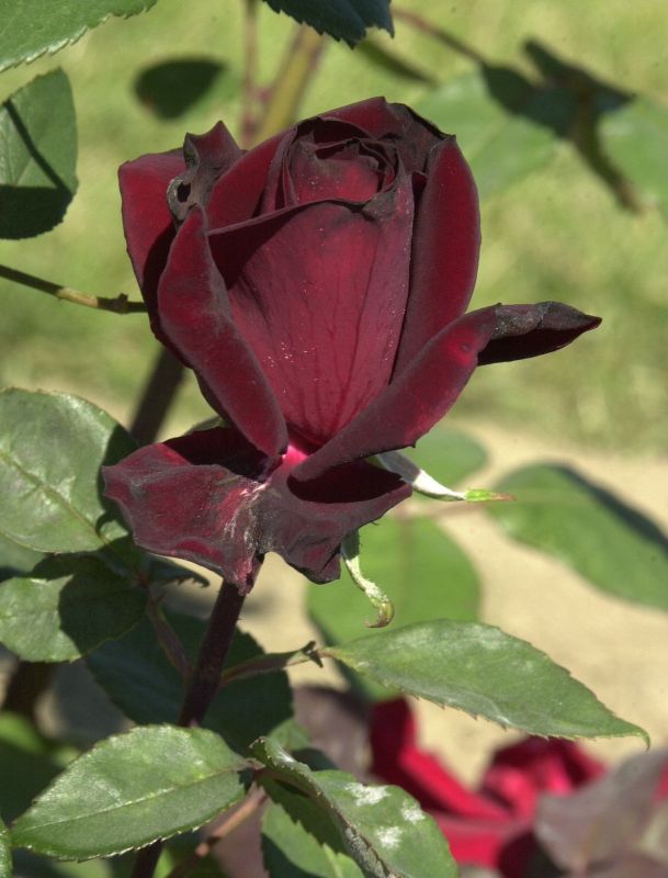Edelrose 'Barkarole' ® - Rosa 'Barkarole' ® TH