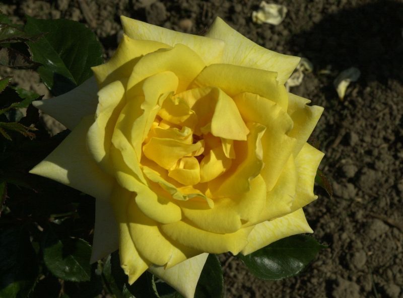 Edelrose 'Berolina' ® - Rosa 'Berolina' ® TH