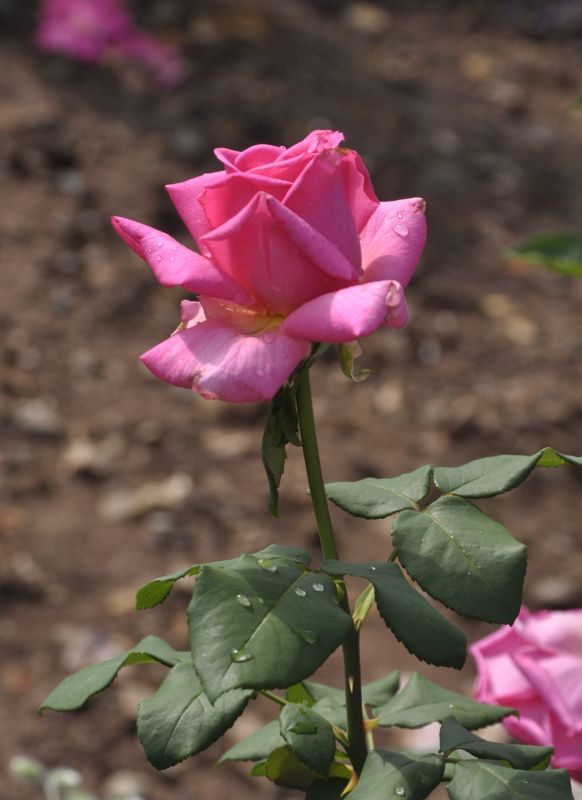Edelrose 'Duftrausch' ® - Rosa 'Duftrausch' ® TH