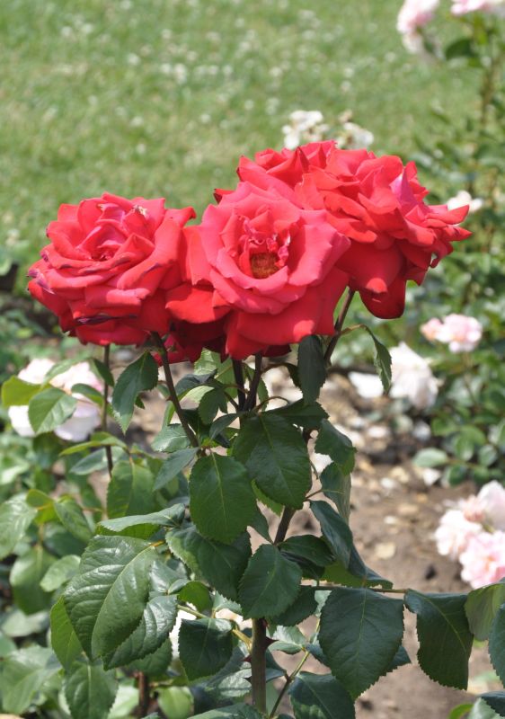 Edelrose 'Grande Amore' ® ADR-Rose - Rosa 'Grande Amore' ® TH