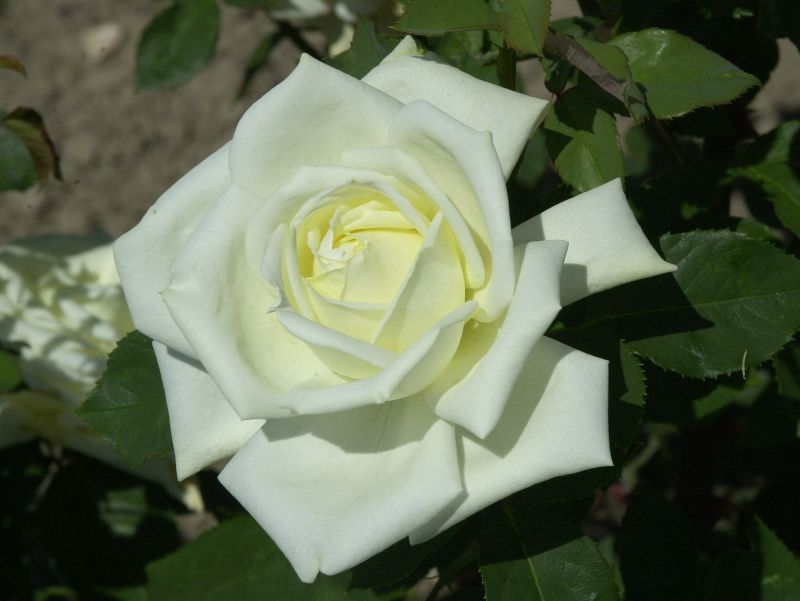 Edelrose 'Polarstern' ® - Rosa 'Polarstern' ® TH