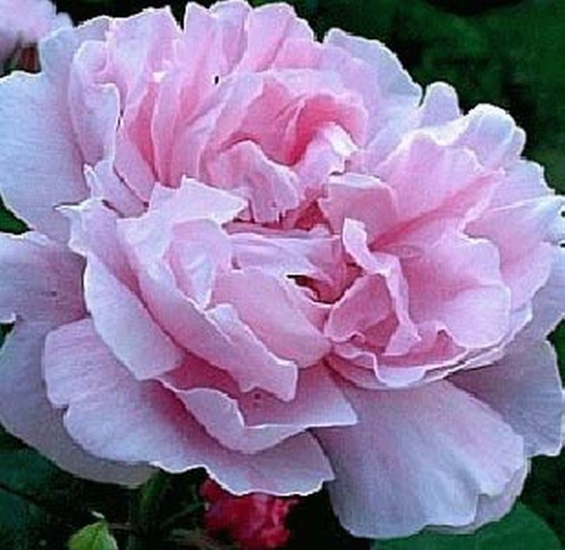 Englische Strauchrose 'Gertrude Jekyll' ® - Rosa 'Gertrude Jekyll' ® STR