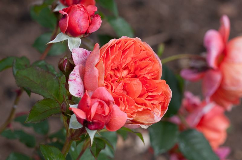 Englische Strauchrose 'Summer Song' ® - Rosa 'Summer Song' ® STR