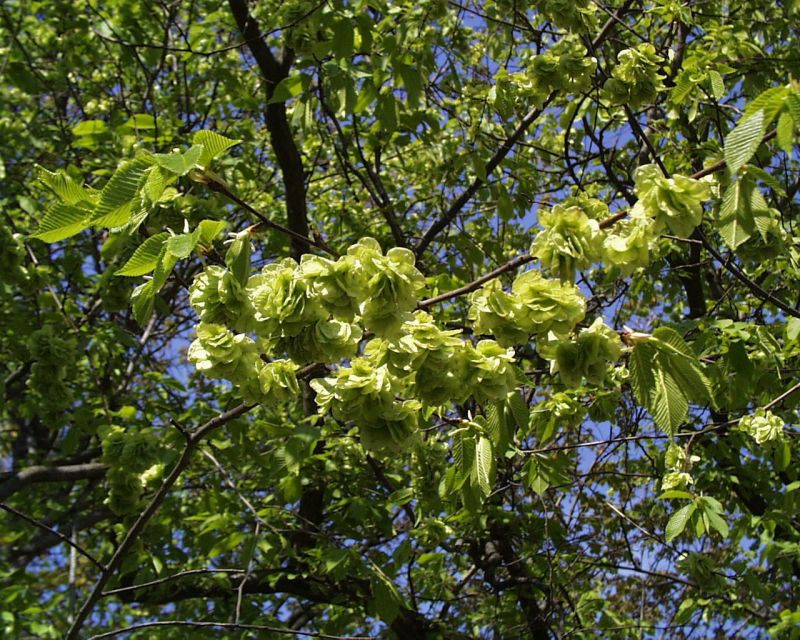 Feldulme - Ulmus carpinifolia