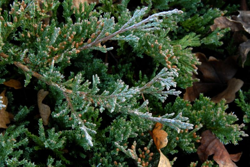Flacher Wacholder 'Blue Chip' - Juniperus horizontalis 'Blue Chip'
