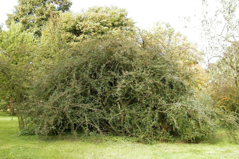 Fruchtmispel - Cotoneaster franchetii
