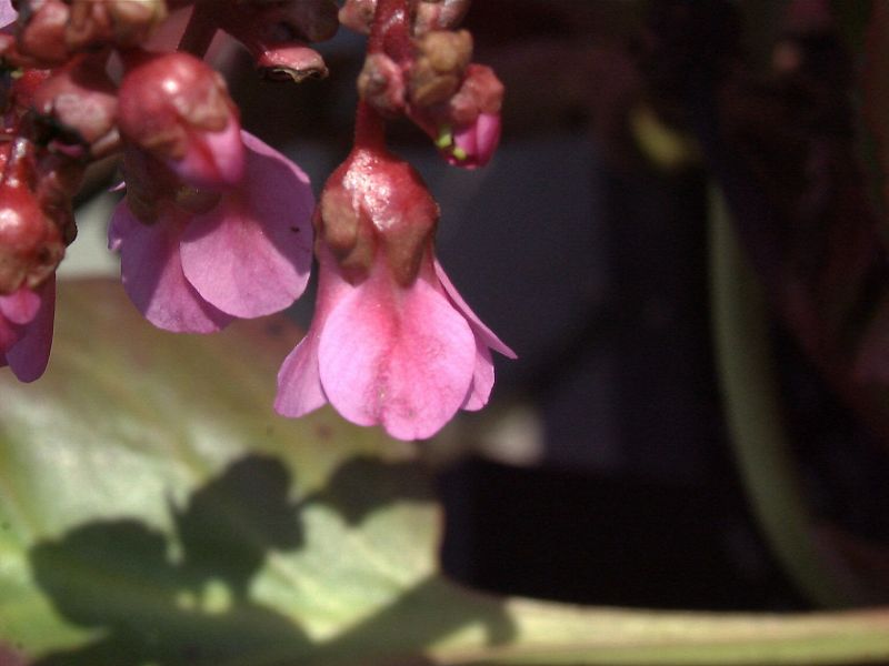 Garten-Bergenie - Bergenia cordifolia 'Rotblum'