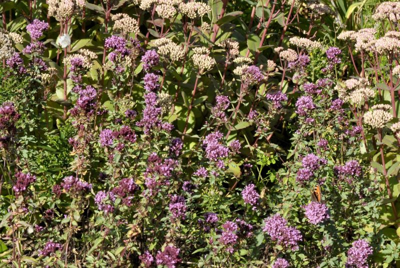 Garten-Blüten-Dost Herrenhausen - Origanum laevigatum 'Herrenhausen'