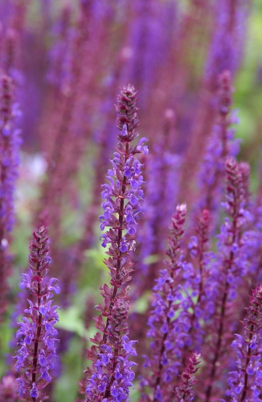 Garten-Blüten-Salbei 'Caradonna' - Salvia nemorosa 'Caradonna'
