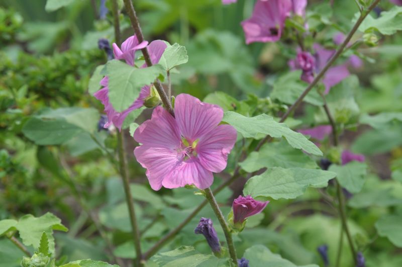 Garten-Busch-Malve Burgundy Wine - Lavatera x olbia 'Burgundy Wine'