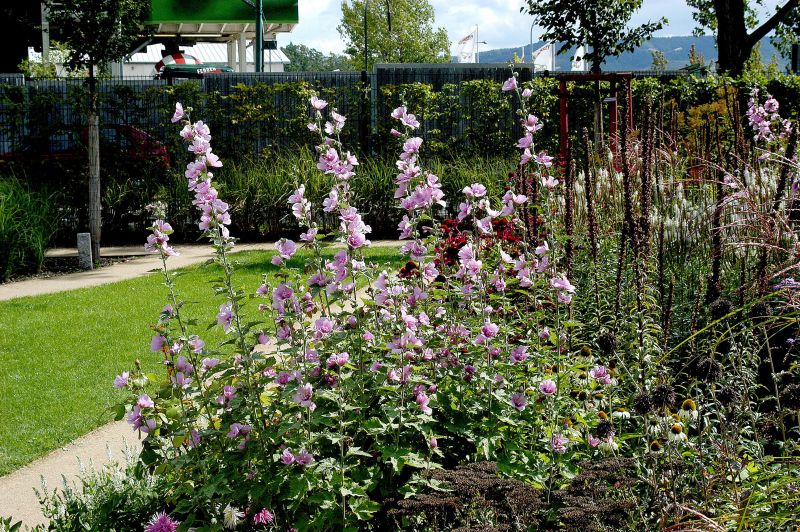 Garten-Busch-Malve Barnsley - Lavatera x olbia 'Barnsley'