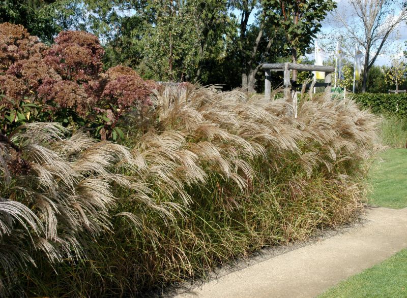 Garten-Chinaschilf 'Flamingo' - Miscanthus sinensis 'Flamingo'