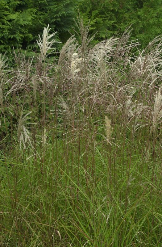 Garten-Chinaschilf 'Graziella' - Miscanthus sinensis 'Graziella'
